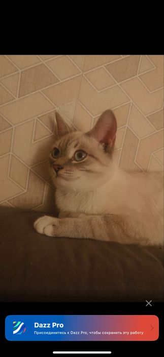 Отдам кота бесплатно