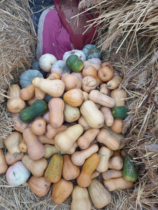 Асқабақтар сатылады