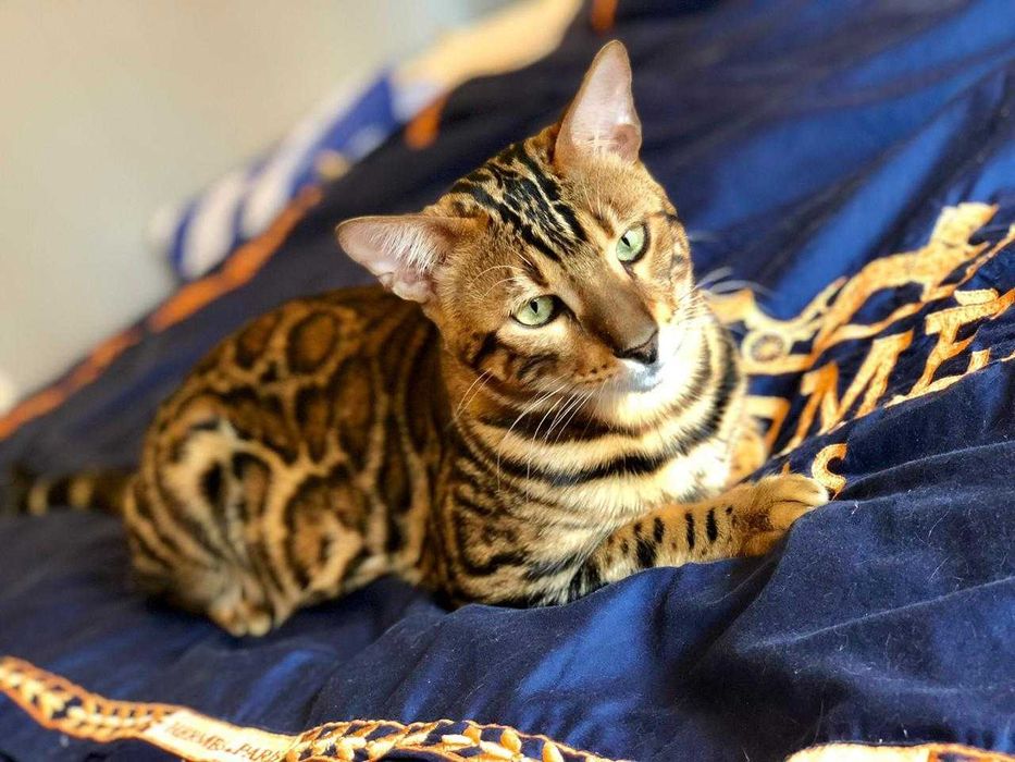 Bengal вязкага мушуг киз мушукларн таклиф килади паспорти бор тоза кон