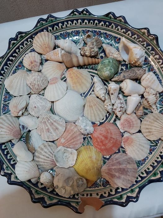 Ракушки        .