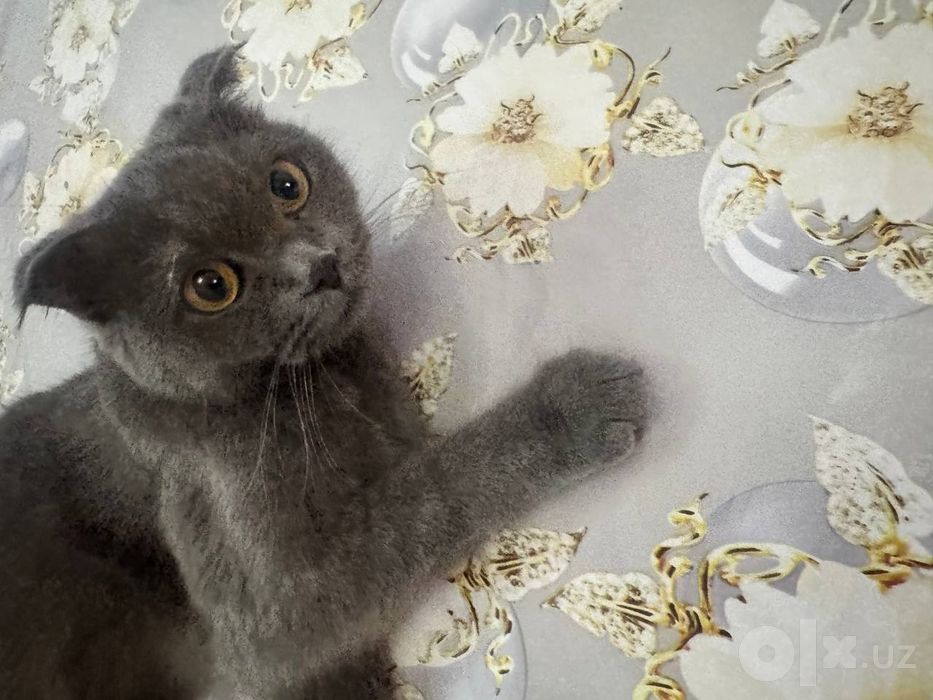 Scottish fold mushuk
