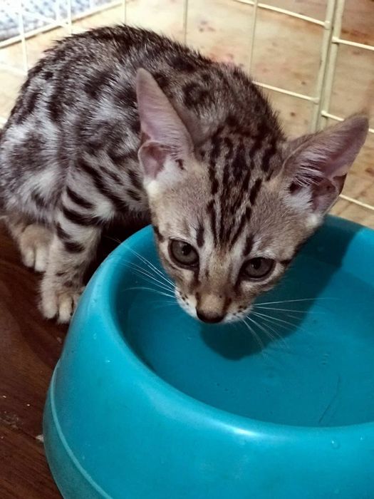 Бенгальские котята