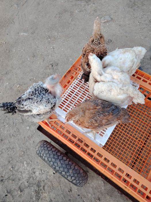 Puii albi și rasă mixta