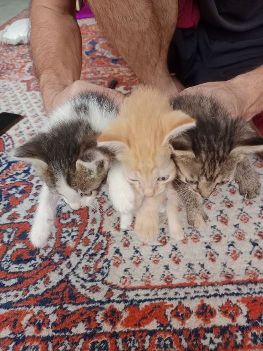Tekin mushuk beramiz
