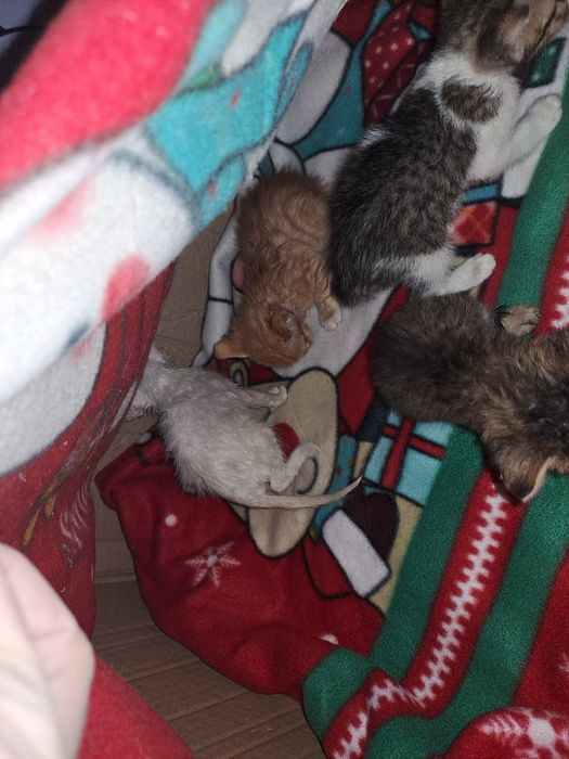 Donez pisici  abandonati, urgent !
