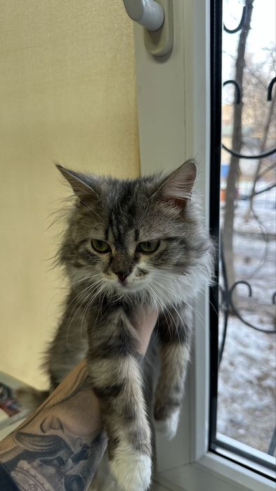 Котик бесплатно