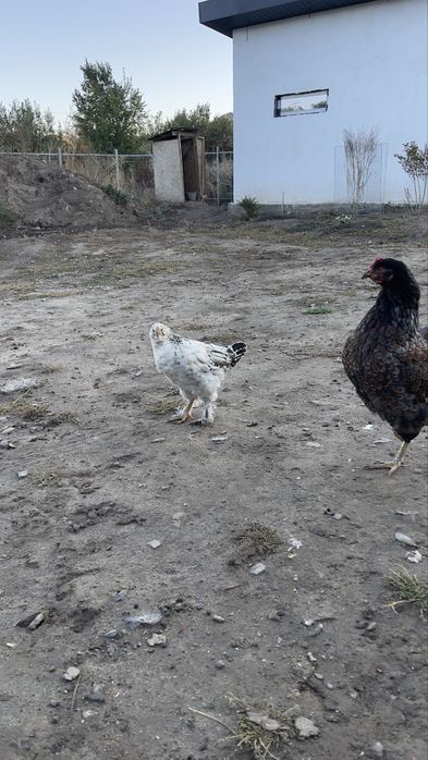 Продам петушков, курей