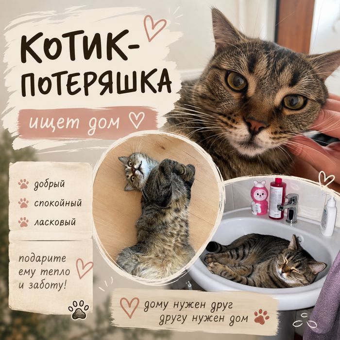 Найден домашний котик возле театра