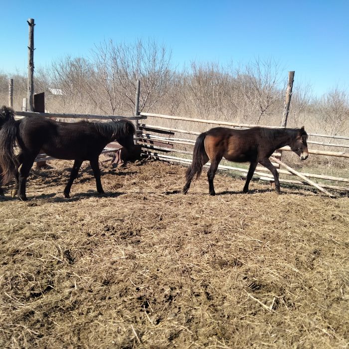 Продаются кобылки