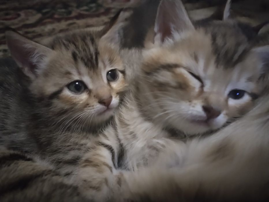 Котята в хорошие руки