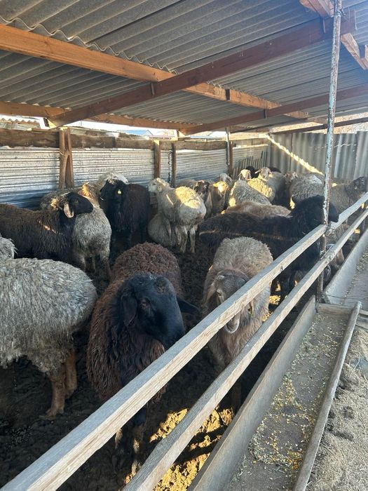 тоқтылар сатылад