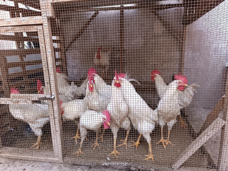 Domoshni Xurozlar sotiladi