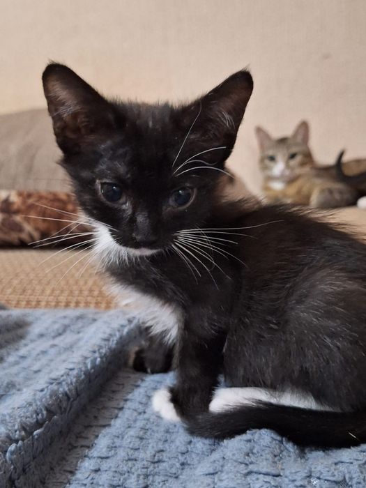 Котята даром !!!