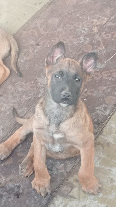 Щенки 2 месяц кабельи