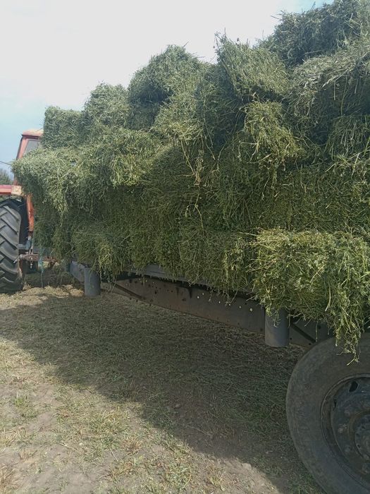 Vând baloți de lucernă coasa 1