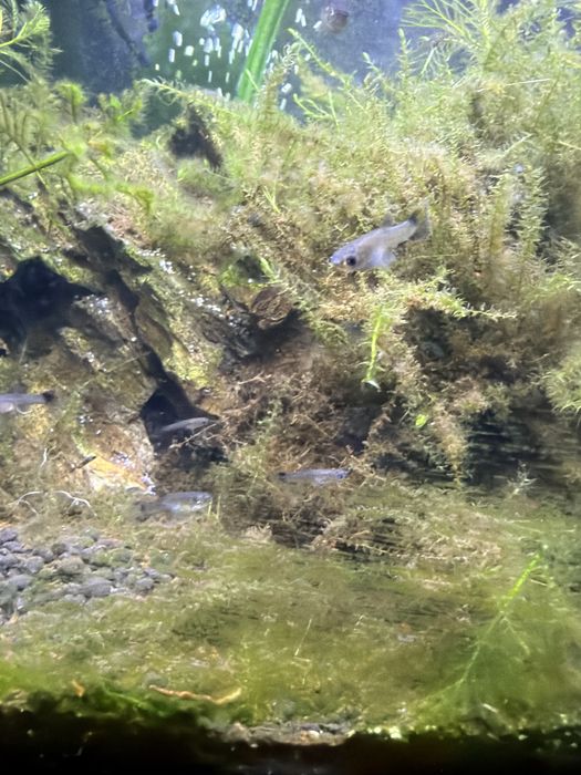 Vand pesti guppy de acvariu