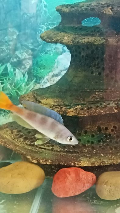 Мальки Циприхромис Лепрозома