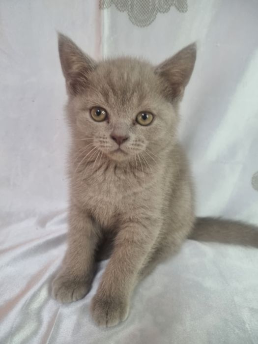 Котёнок Скотиш Страйт