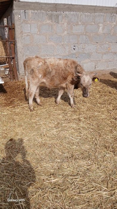 Бычки продам Баканас.