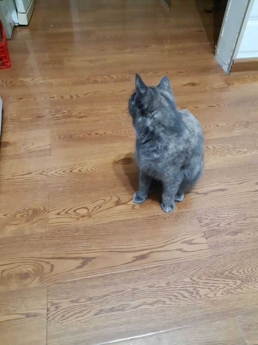 Бесплатно умные умеющие говорит и лечить кошки