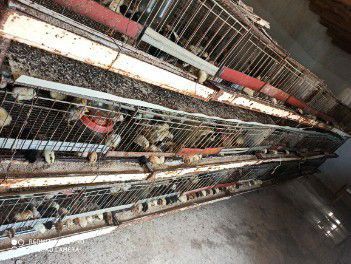 Juja boqish uchun setka sotiladi