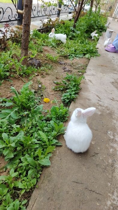 Великан куён болалари