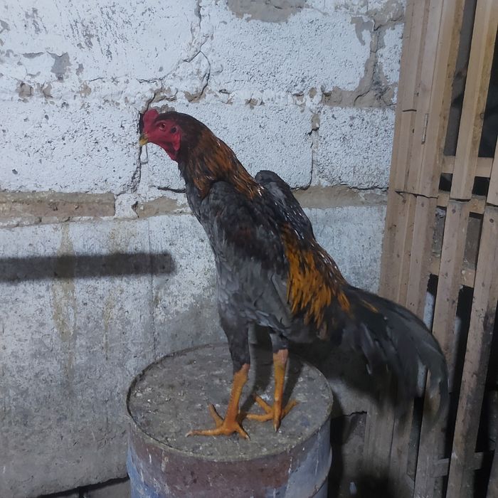 Корейц китай июнски джужа