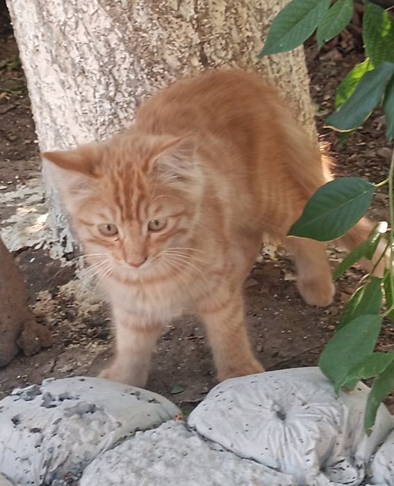 Отдам котенка мылого рыжика мальчик
