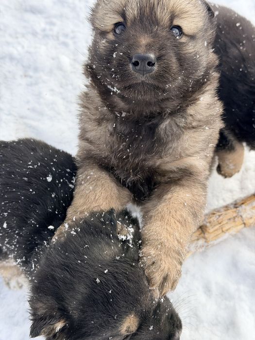 Щенки добрые и ласковые