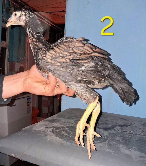 Продам бойцовых кур!