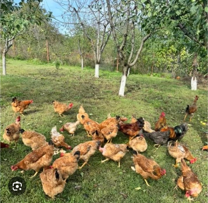 Puicuțe Kabir  5 luni