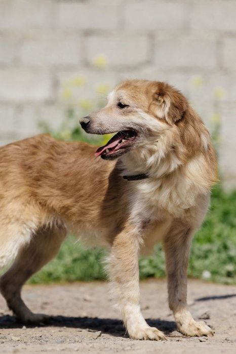 Рокки ждет своего человека!