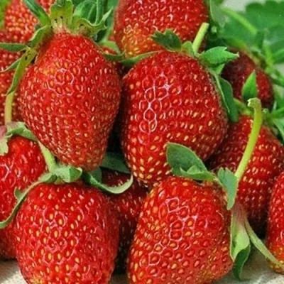 Рассада ремонтантной клубники