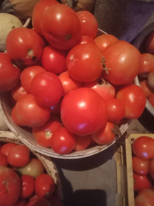Продам домашние помидоры