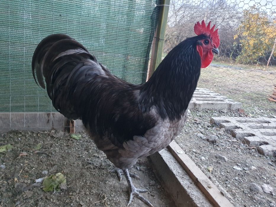 Cocosi sussex, australorp, new hampshire, marans