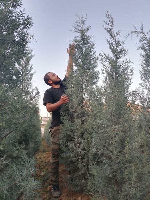 Кипарис аризоника италия