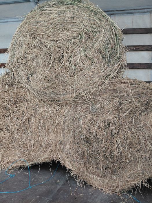 Baloti lucerna coasa 4