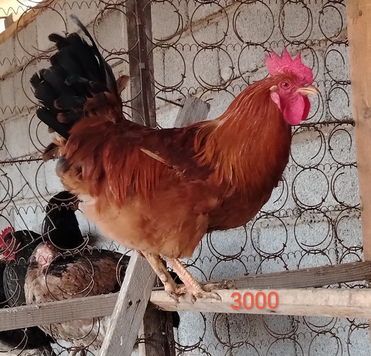 Қораз петух метис