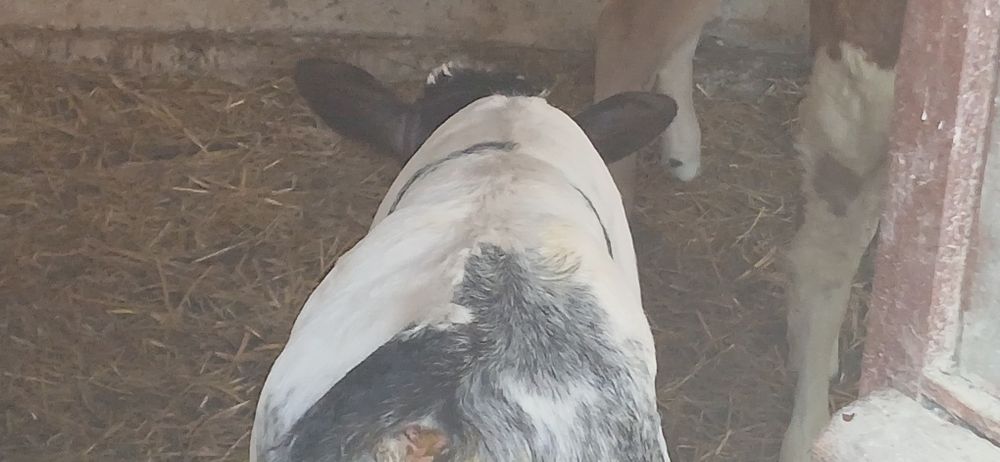 Vitei de lapte și intarcat