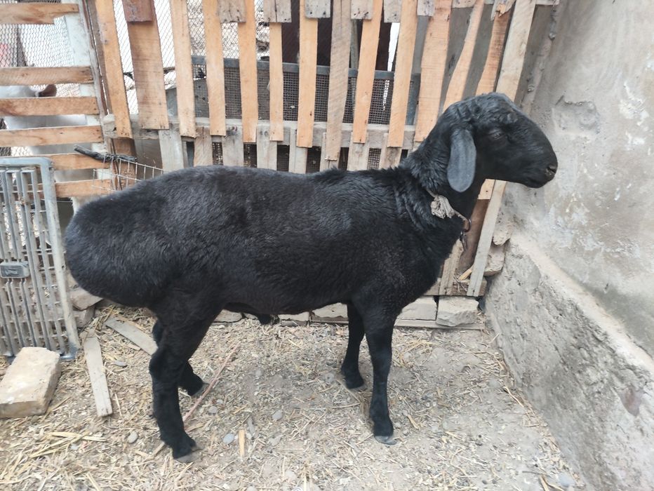 Jinsiy aloqa video uchun Kherson qizlar