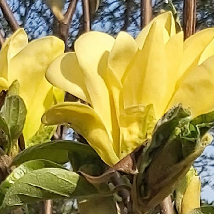 Poimi ornamentali  magnolia  genie