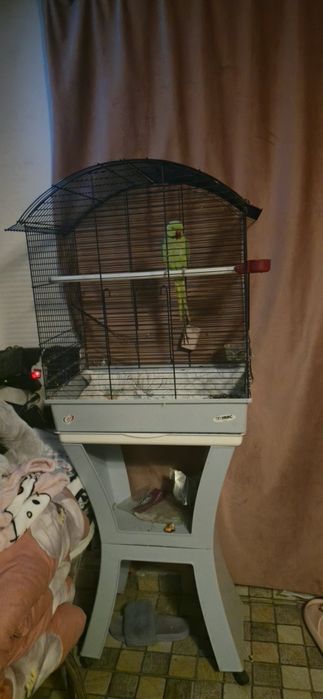 Papagal Micul Alexander,mascul, numele lui este Rico