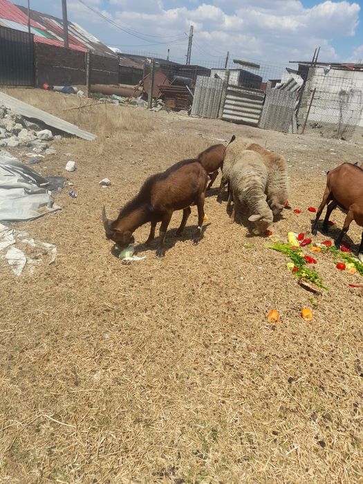 Vand 2 țapi alpina franceză