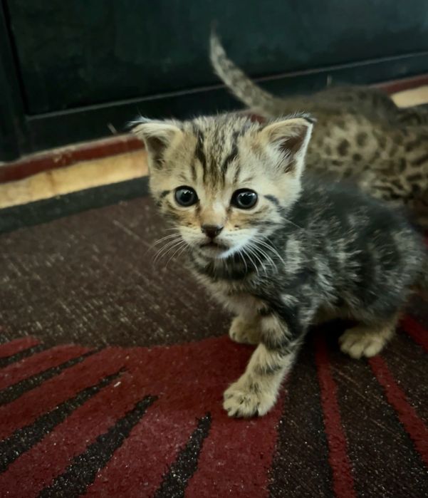 Породистые котята