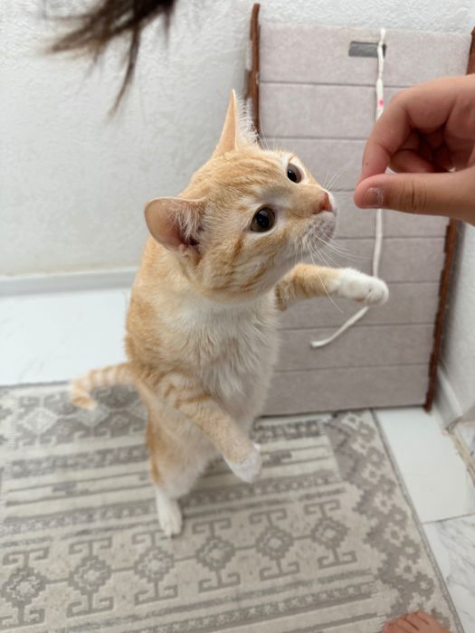 Кошка кошка кошка