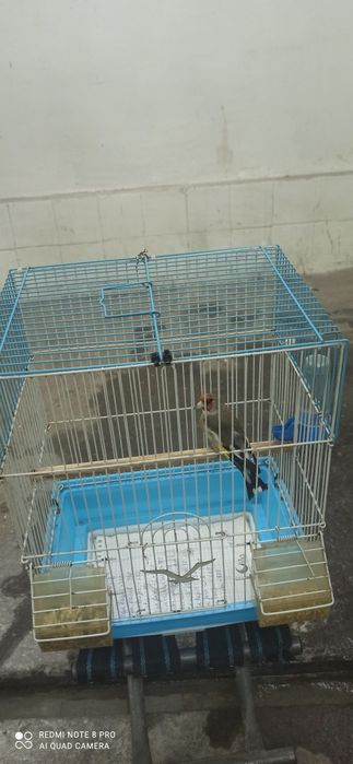 Norchi 11yillik qush