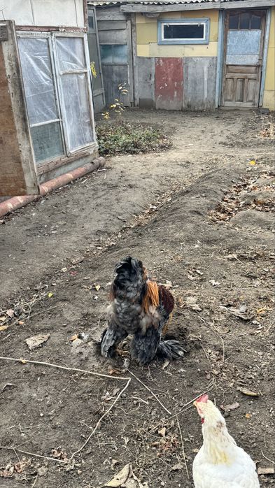 Продам петуха цена 5000