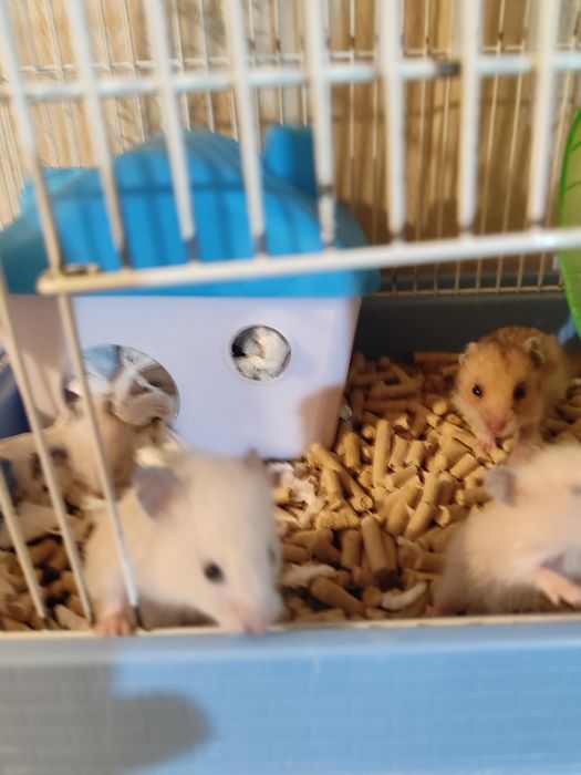 Хомяки сирийские пушистые молодняк Смотрите 3 фото Читайте описании