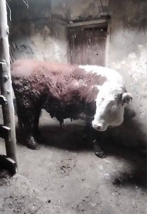 2,5 жас Акбас бұқа таза канды