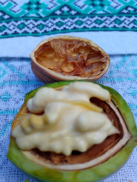 Nuci în coajă cu miez de nucă verde